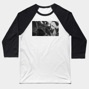 Oxalis Baseball T-Shirt